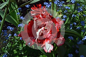 Top view of one vivid red and white tulip in a garden in a sunny spring day, beautiful outdoor floral background photographed with