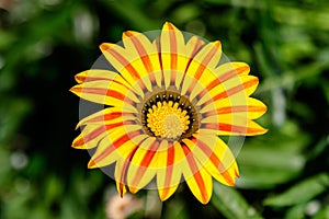 Top view of one vivid yellow and orange gazania flower and blurred green leaves in soft focus, in a garden in a sunny summer day,