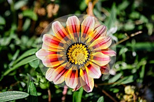 Top view of one vivid yellow and orange gazania flower and blurred green leaves in soft focus, in a garden in a sunny summer day,