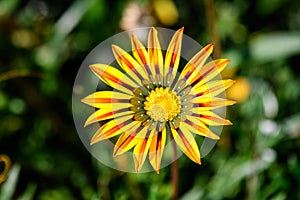 Top view of one vivid yellow and orange gazania flower and blurred green leaves in soft focus, in a garden in a sunny summer day,