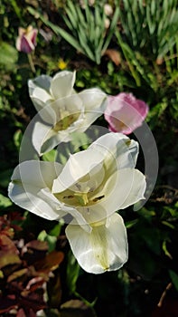 Top view of opened petals of white tulip blossoms closeup on blurred background of flowerbed. White tulips with yellow pistil