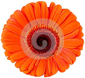 Top view of orange gerbera flower isolated on white background. Gerbera flower head