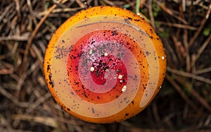 Top view of an Orange and red mushroom with little white  spots and drie brown pine trees needles at background photo