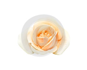 Top view orange rose flower with water drops blooming isolated on white background with clipping path