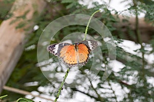 Top view on an orange sparkled falter sitting on a plant with open wings in a greenhouse in emsbÃÂ¼ren emsland germany