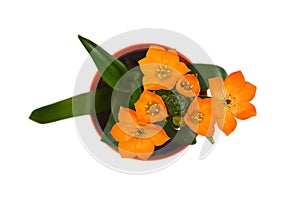 Top view of Orange star flower Bethlehem flower isolated on white background