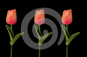 Top view, Orange tulips flower blossom isolated on black background for design or stock photo, illustration, tropical summer plant