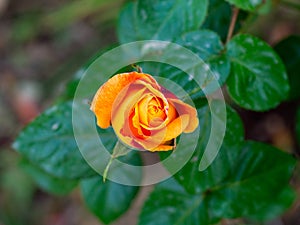 Top view of an orange yellow rose in a garden with blurred background