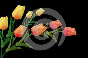 Top view, Orange yellow tulips flower blossom isolated on black background for design or stock photo, illustration, tropical