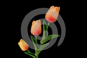 Top view, Orange yellow tulips flower blossom isolated on black background for design or stock photo, illustration, tropical