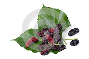 Top view organic Mulberry fruits with green leaves on white background