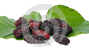 Top view organic Mulberry fruits with green leaves on white background