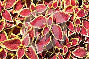 Top view of ornamental plant Coleus Blumei