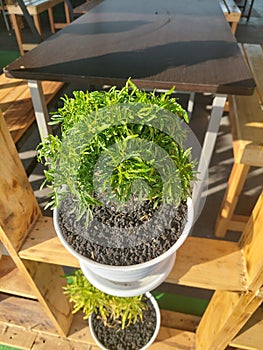 Top view of ornamental plant in white pot