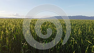 Top view over lush green dense rice field under blue sky