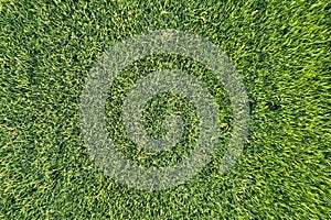 Top view of a Paddy Field (rice field) captured during the daytime