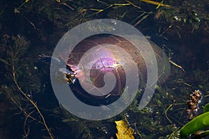 Top view of painted turtle swimming through aquatic plants in pond
