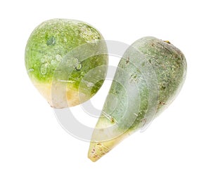 Top view of pair of green Lobo margelan radish photo