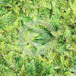 Top view palm pattern green leaves. Background image. Tourism and vacation concept. 3d rendering