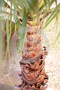 Top view of a palm tree under the summer sun light