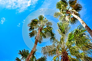 Top view of palm trees on lightblue sky background in St. Pete Beach. photo