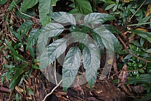Top view of palmately compound leaf of tree in the tropical forest.