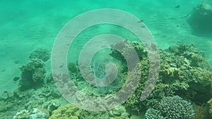 Top view panorama of trash plastic bag floating over coral reefs in the Red sea