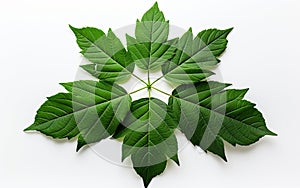 Top View of Papaya Tree Leaf on a White Background -Generative Ai