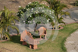 Top view of a park with sitting benches Rudraksha Champa or plumeria tree photo