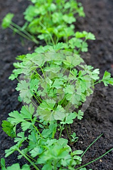 Top view on parsley on the grower bed.