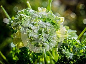 Top view of parsley powdery mildew