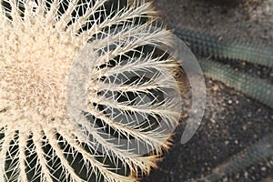 Top view of part of `Echinocactus Grusonii` Golden Barrel Ball or `Mother In Law Cushion` cactus