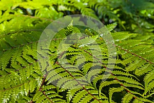 Top view part of the black tree fern - Cyathea medullaris