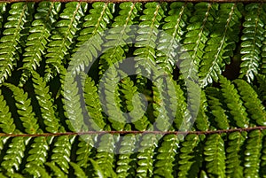 Top view part of the black tree fern - Cyathea medullaris