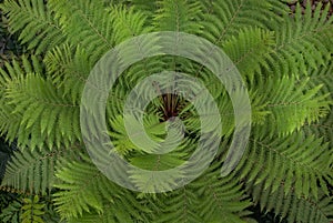 Top view part of Cyathea Medullaris Black Tree Fern growing in a tropical garden