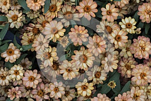 Top view of a parterre of small pastel orange and white flowers