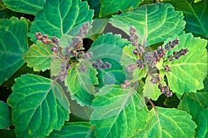 Top view of patchouli plant flowering