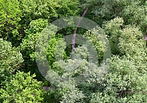Top view of the path and streamlet through the trees on forest