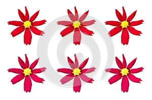 Top view, pattern set cosmos flower red and pink color blossom blooming isolated on white background for stock photo, houseplant,