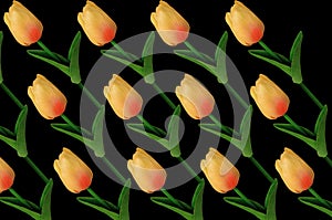 Top view, Pattern set orange tulips flower blossom isolated on black background for design or stock photo, illustration, tropical