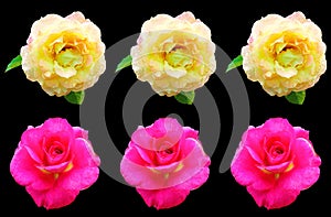 Top view, pattern set pink and pure orange roses flower blossom bloom isolated on black background for stock photo, The beauty of