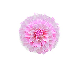 Top view patterns of ornamental pink or purple dahlia flower blooming isolated on white background,macro