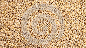 TOP VIEW: Pearl barley background