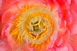 Top view of a peony tulip bud.