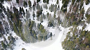 Top view of people lost in forest in winter. Footage. Group of active tourists got lost in dense coniferous forest on