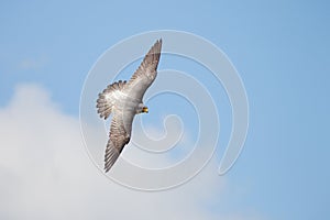 Top view of Peregrine falcon Falco peregrinus in flight