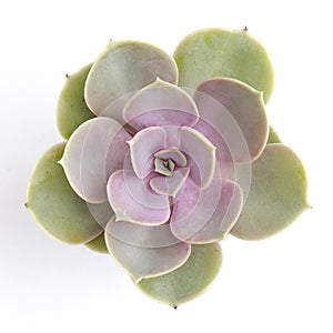 Top View of Perle von Nurnberg Echeveria succulent plant white background photo