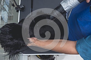 Top view of a pet groomer blowdrying a black shih tzu dog after a bath. Pampered pet grooming at a salon and spa