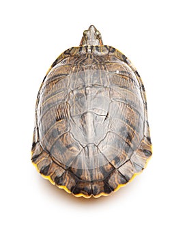 Top view pet turtle red-eared slider or Trachemys scripta elegans on white