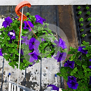 Top view of petunia flowers in pots inside greenhouse. Hanging flower pots in a greenhouse.